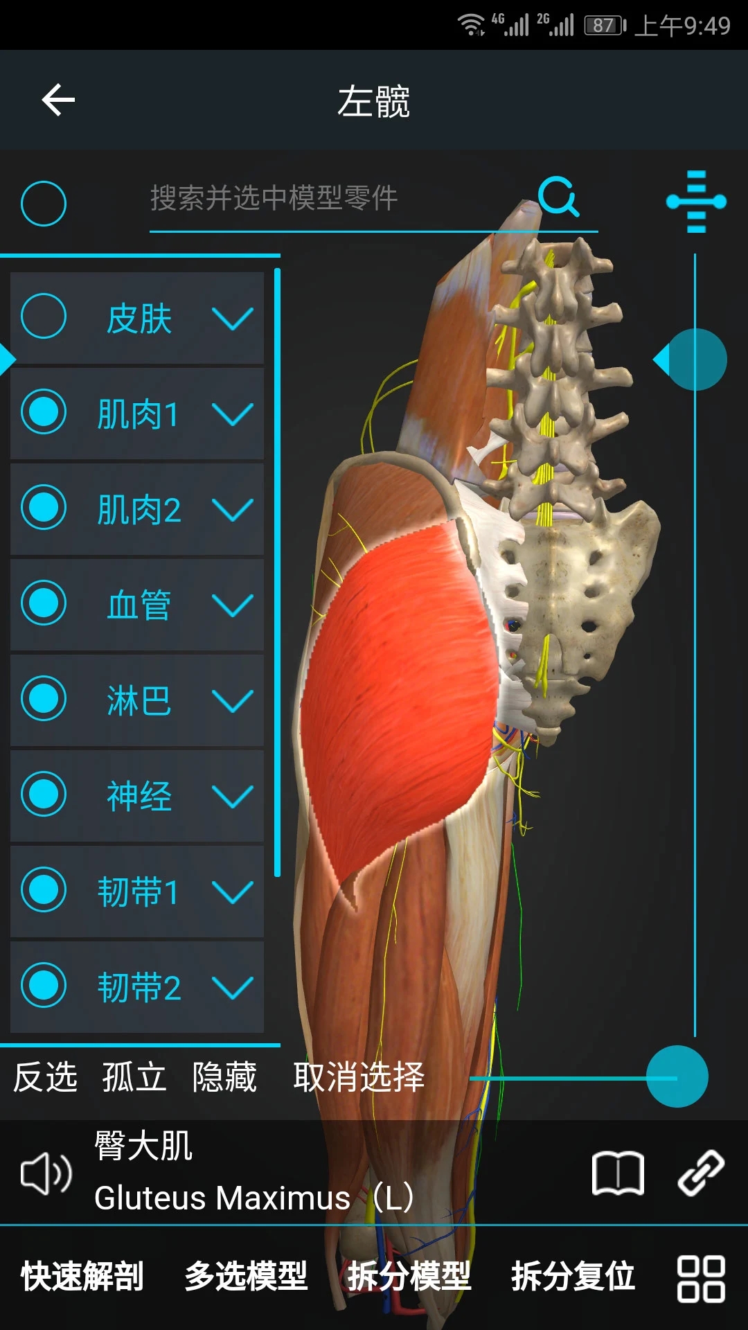 医维度人体解剖