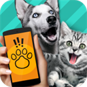 宠物对话翻译器app